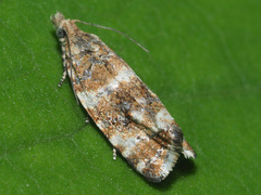 Phiaris micana