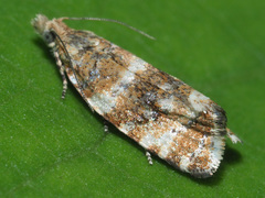 Phiaris micana