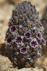 Pholisma arenarium