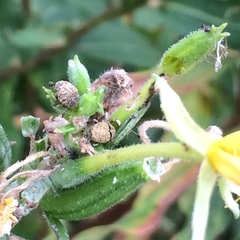 Acanthoscelidius acephalus