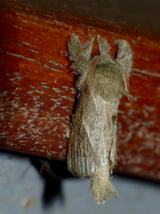 Metarbelidae