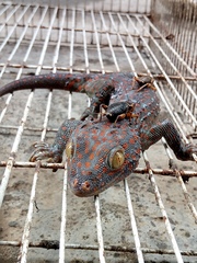 Gekko gecko