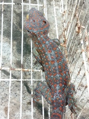 Gekko gecko