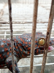 Gekko gecko