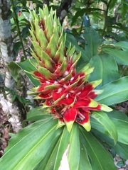 Costus guanaiensis