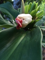 Costus guanaiensis