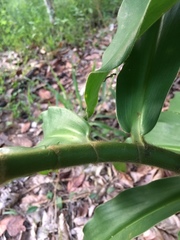 Costus guanaiensis