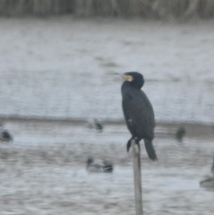 Phalacrocorax carbo