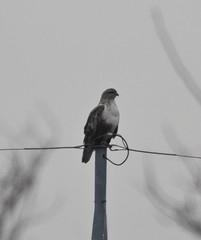Buteo japonicus