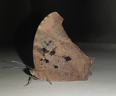 Melanitis leda