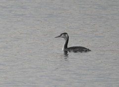 Podiceps cristatus