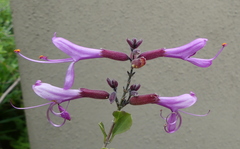 Syncolostemon rotundifolius
