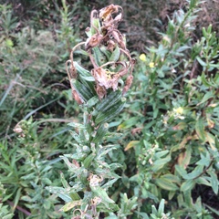 Acanthoscelidius acephalus