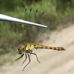 Sympetrum cordulegaster