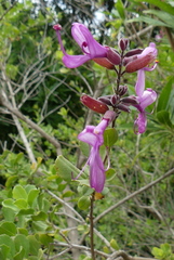 Syncolostemon rotundifolius