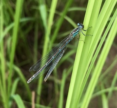 Coenagrion lanceolatum