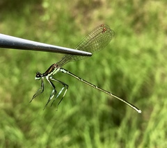 Pseudocopera rubripes