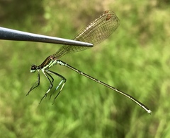 Pseudocopera rubripes