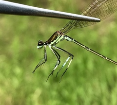 Pseudocopera rubripes