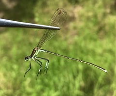 Pseudocopera rubripes
