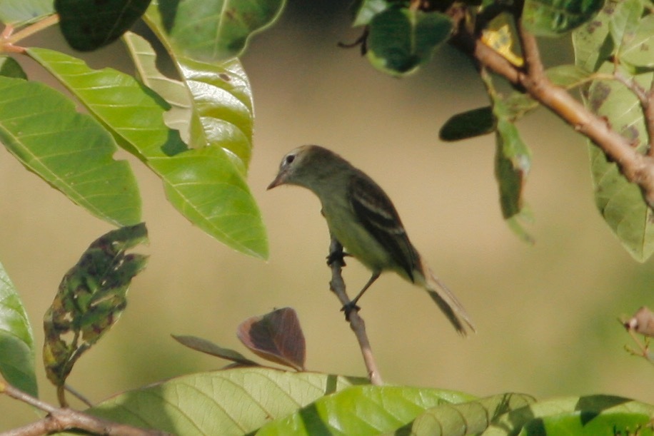 Southern Mouse Colored Tyrannulet From Oventeni Peru On July At Pm By Oscar