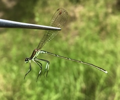 Pseudocopera rubripes