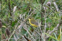 Pseudocolopteryx acutipennis