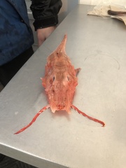 Peristedion miniatum