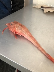 Peristedion miniatum