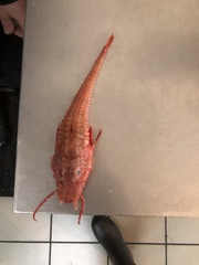 Peristedion miniatum