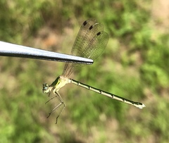 Lestes japonicus