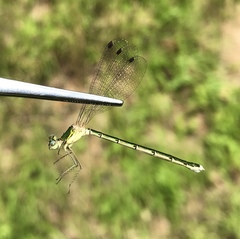 Lestes japonicus