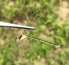 Lestes japonicus
