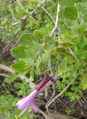 Syncolostemon rotundifolius