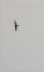 Alauda arvensis japonica