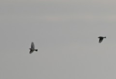 Alauda arvensis japonica