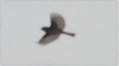 Alauda arvensis japonica