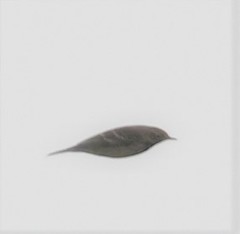 Anthus rubescens japonicus