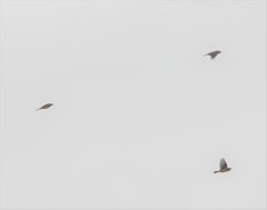 Anthus rubescens japonicus