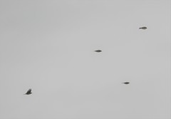 Anthus rubescens japonicus