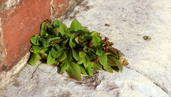 Plantago major