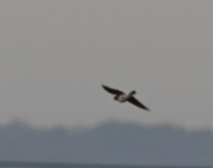 Alauda arvensis japonica