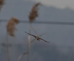 Alauda arvensis japonica