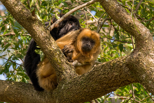 Black-and-gold Howler Monkey, photo 5 of 10