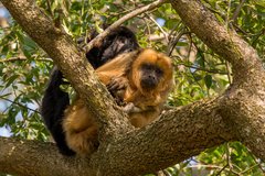 Black Howler photo 5