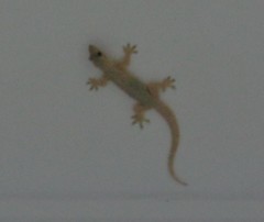 Hemidactylus platyurus