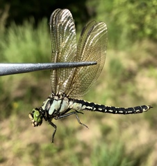 Nihonogomphus ruptus