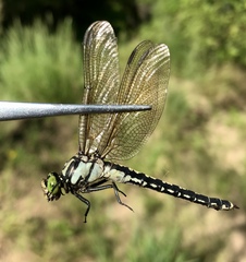 Nihonogomphus ruptus