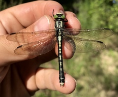 Nihonogomphus ruptus