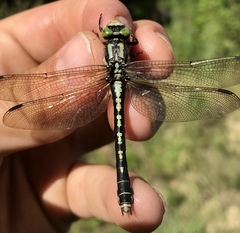 Nihonogomphus ruptus